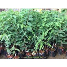 cây giống me thái ngọt