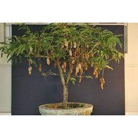 cây giống me thái ngọt