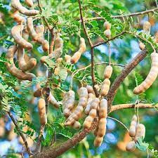 Cây giống me thái ngọt