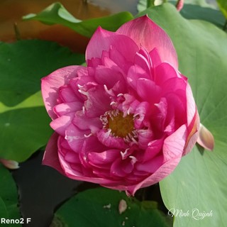Củ sen Red Storm
