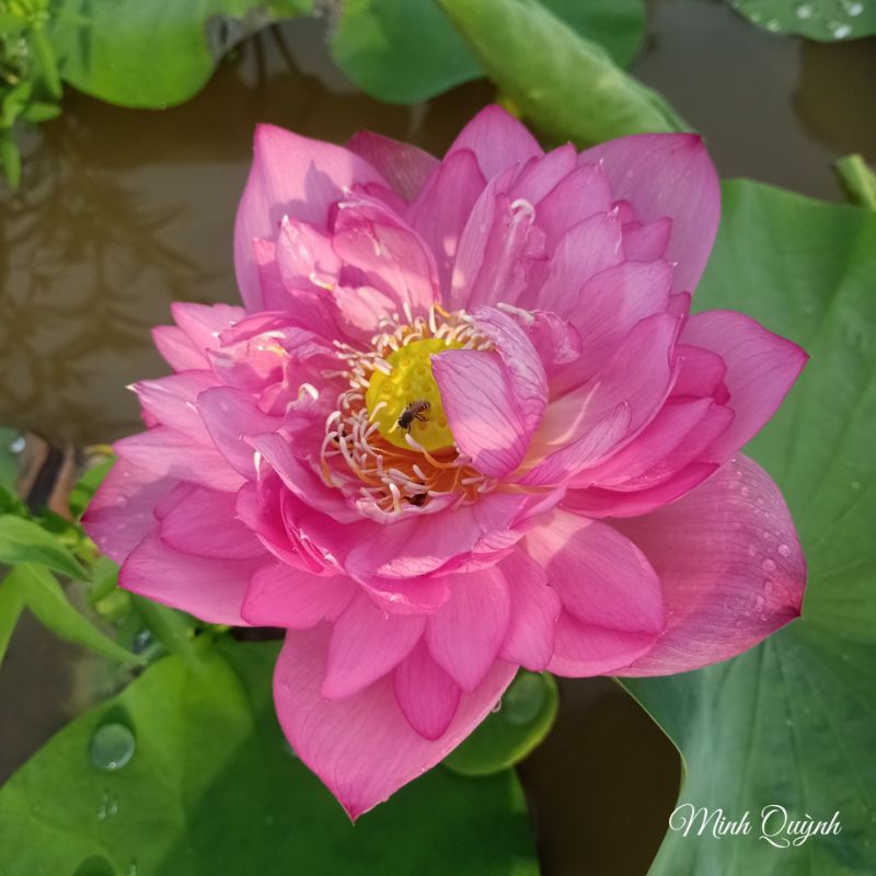 Củ sen Red Storm