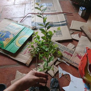 Cây Tường Vi Giống Hoa Đỏ Tươi