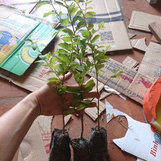 Cây Tường Vi Giống Hoa Đỏ Tươi