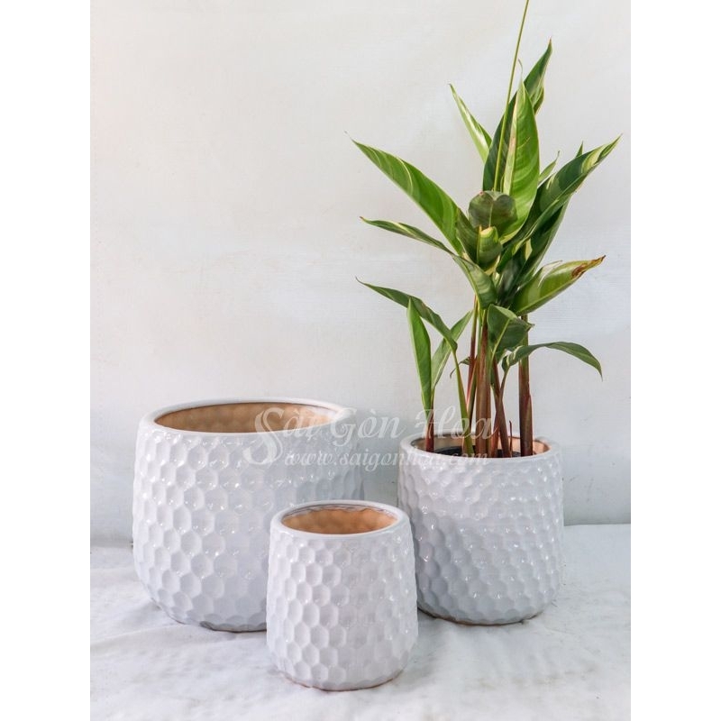 Chậu kiểng bằng gốm Sứ Tổ Ong Trắng L1