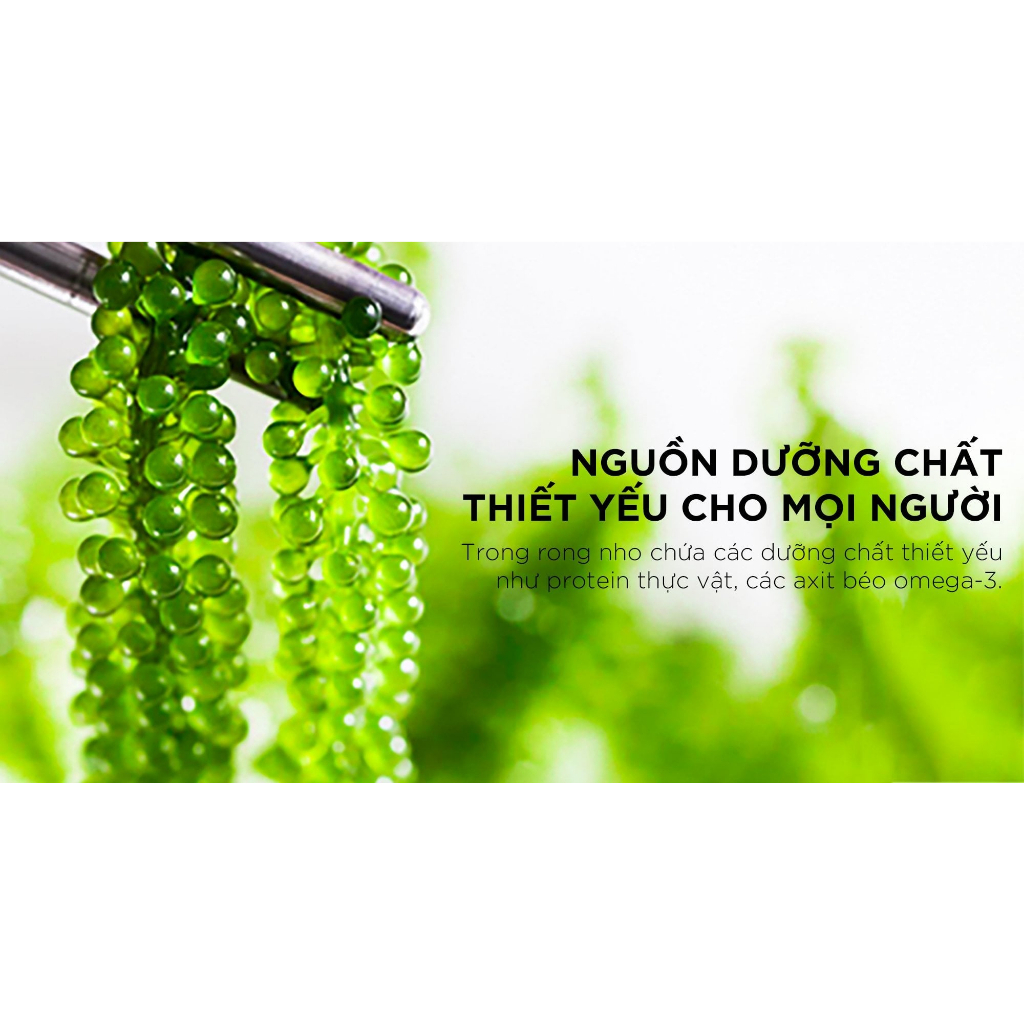 Rong nho tươi tách nước kèm sốt mè rang kyodo combo 5 gói hàng chất lượng cao - rong nho trang phạm.