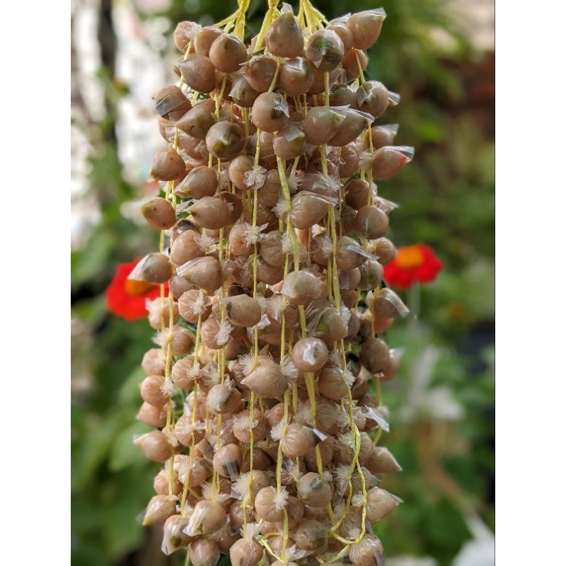 Nem Xâu Chả Cá Thác Lác Campuchia