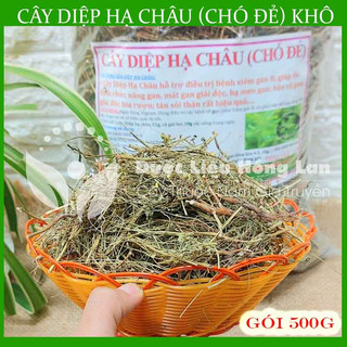 Thảo dược CÂY DIỆP HẠ CHÂU (CÂY CHÓ ĐẺ) khô sạch đóng gói 500gram - congtyduoclieuhonglan