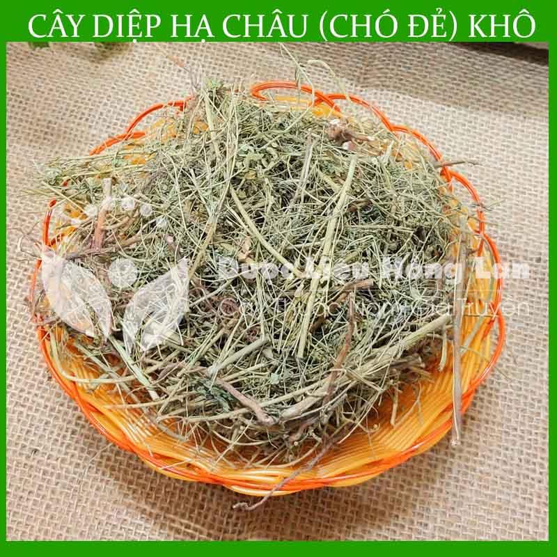Thảo dược CÂY DIỆP HẠ CHÂU  khô sạch đóng gói 500gram - congtyduoclieuhonglan
