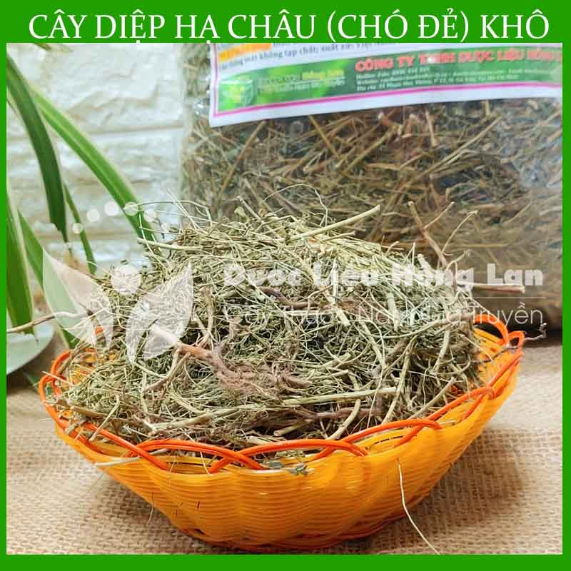 Thảo dược CÂY DIỆP HẠ CHÂU  khô sạch đóng gói 500gram - congtyduoclieuhonglan