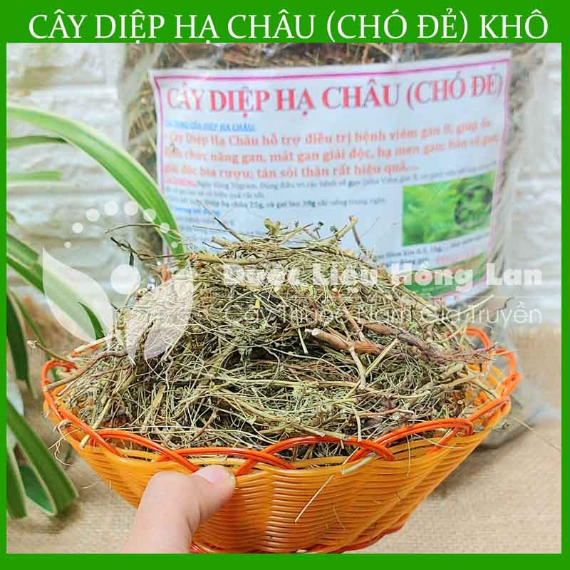 Thảo dược CÂY DIỆP HẠ CHÂU  khô sạch đóng gói 500gram - congtyduoclieuhonglan