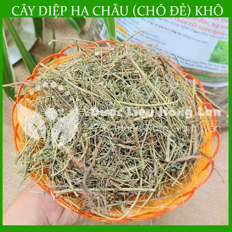 Thảo dược CÂY DIỆP HẠ CHÂU  khô sạch đóng gói 500gram - congtyduoclieuhonglan