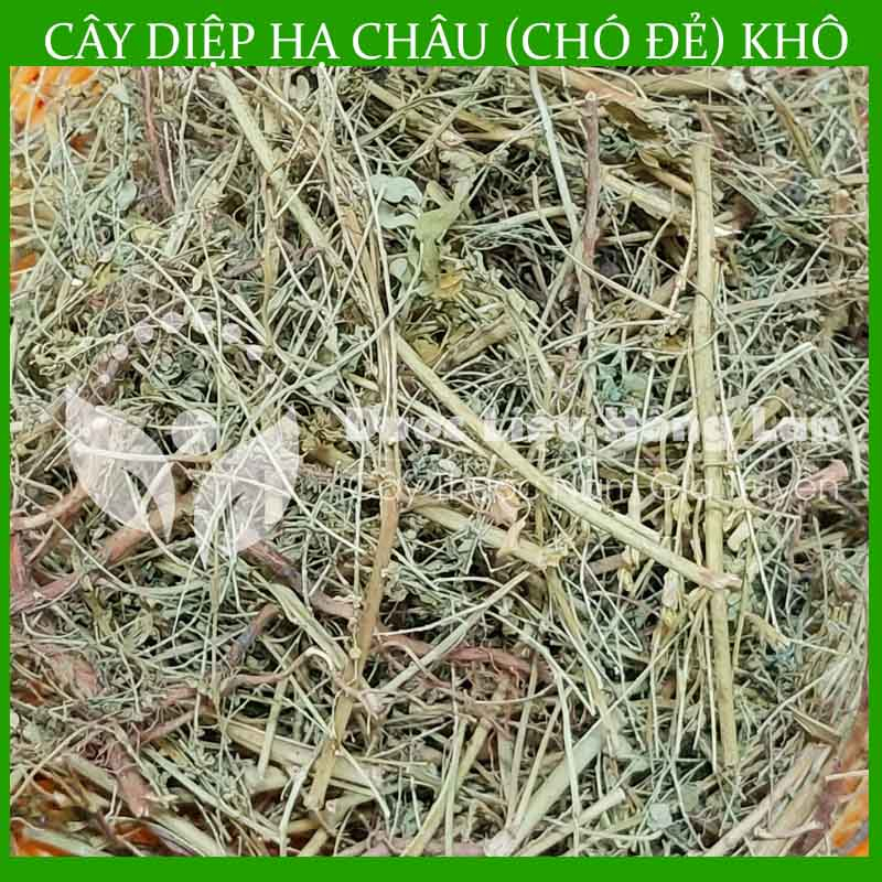 Thảo dược CÂY DIỆP HẠ CHÂU  khô sạch đóng gói 500gram - congtyduoclieuhonglan