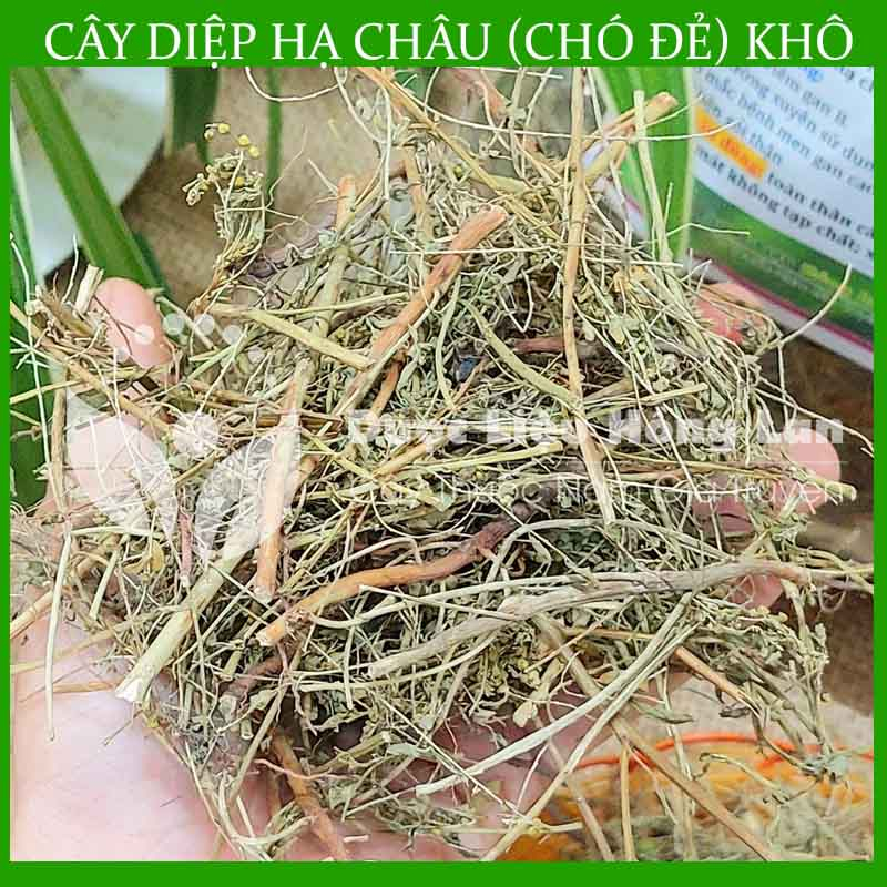 Thảo dược CÂY DIỆP HẠ CHÂU  khô sạch đóng gói 500gram - congtyduoclieuhonglan