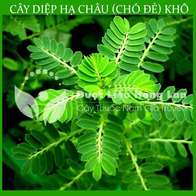 Thảo dược CÂY DIỆP HẠ CHÂU  khô sạch đóng gói 500gram - congtyduoclieuhonglan