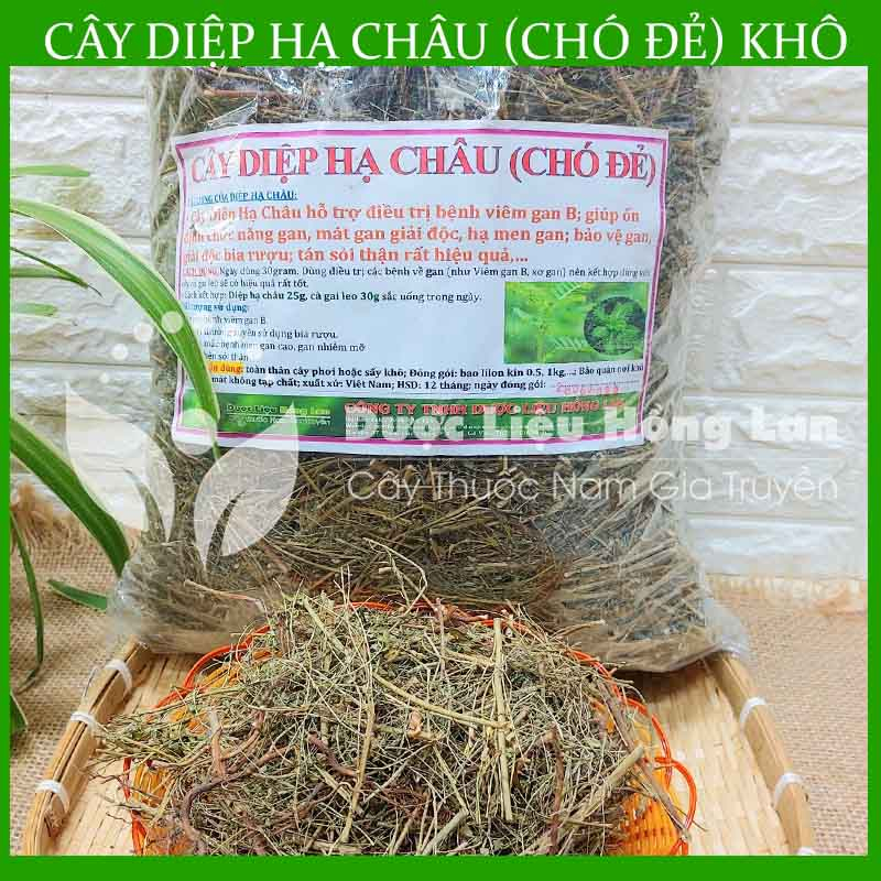 Thảo dược CÂY DIỆP HẠ CHÂU  khô sạch đóng gói 500gram - congtyduoclieuhonglan