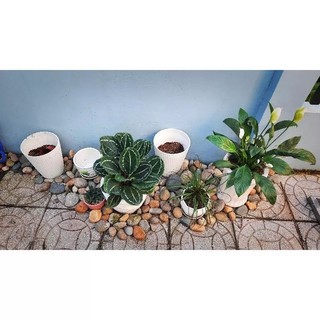 1kg Đá Cuội Trang Trí Hồ Cá, Sân Vườn