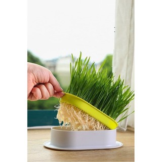 Bộ kit trồng cỏ cho PET măm măm