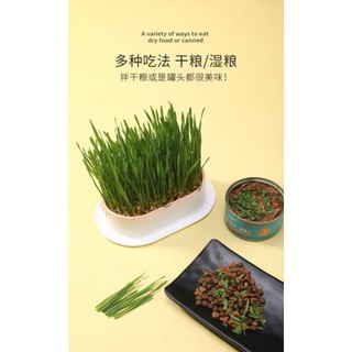 Bộ kit trồng cỏ cho PET măm măm