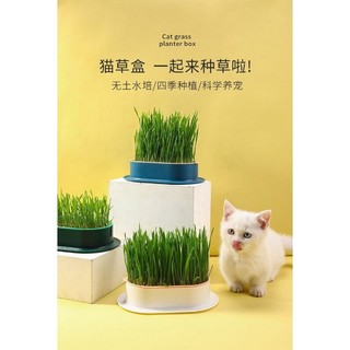 Bộ kit trồng cỏ cho PET măm măm