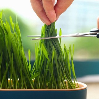 Bộ kit trồng cỏ cho PET măm măm