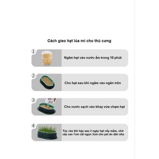 Bộ kit trồng cỏ cho PET măm măm