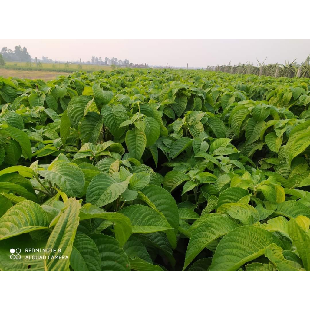 Chè khổng lồ chăn nuôi gia súc gia cầm