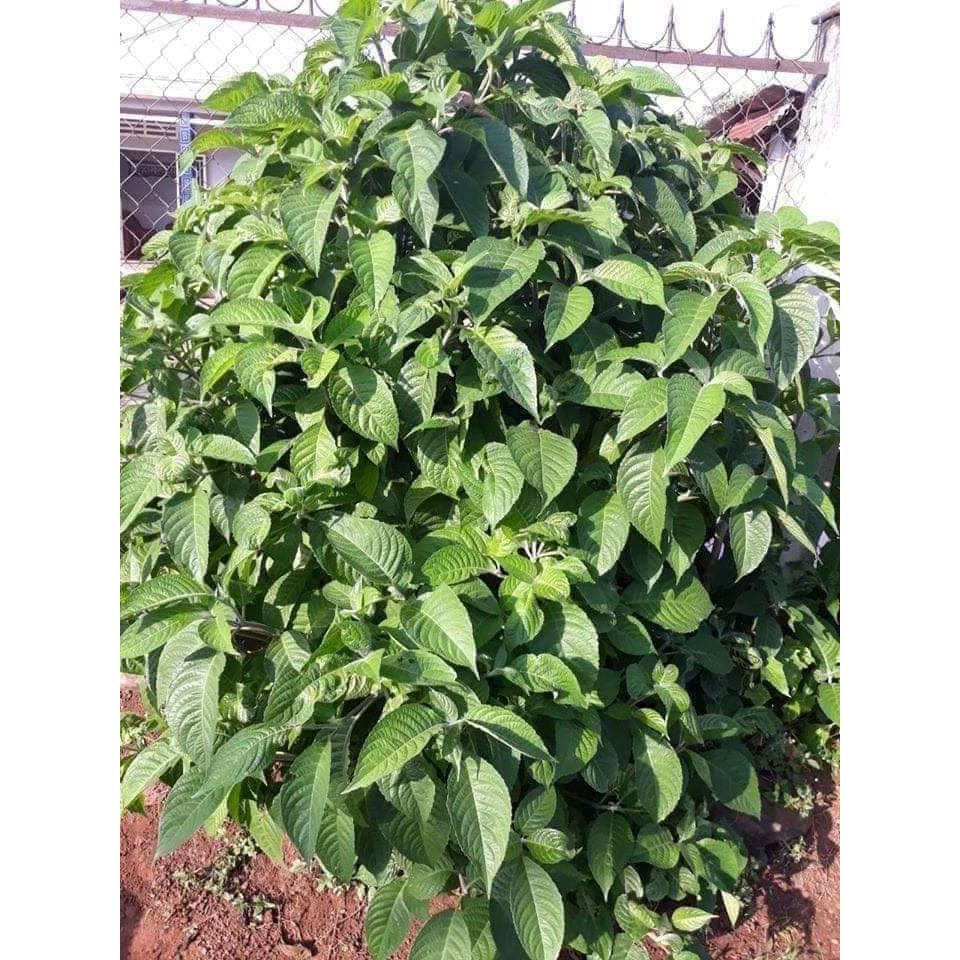 Chè khổng lồ chăn nuôi gia súc gia cầm