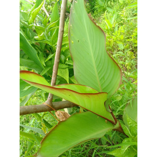 1 cây giống dong riềng đỏ( chuẩn giống)