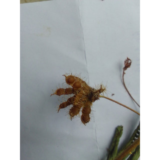200 hạt giống cây xấu hổ