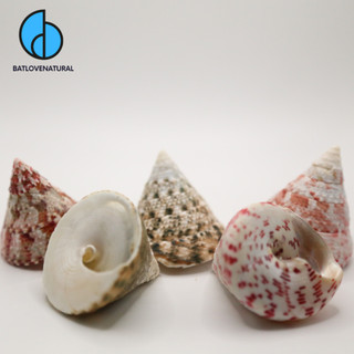 Vỏ ốc Nón - Vỏ ốc mượn hồn - Vỏ ốc trang trí nhiều kích thước nhỏ vừa lớn