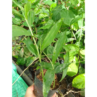 Bầu gừng gió đỏ,gừng núi