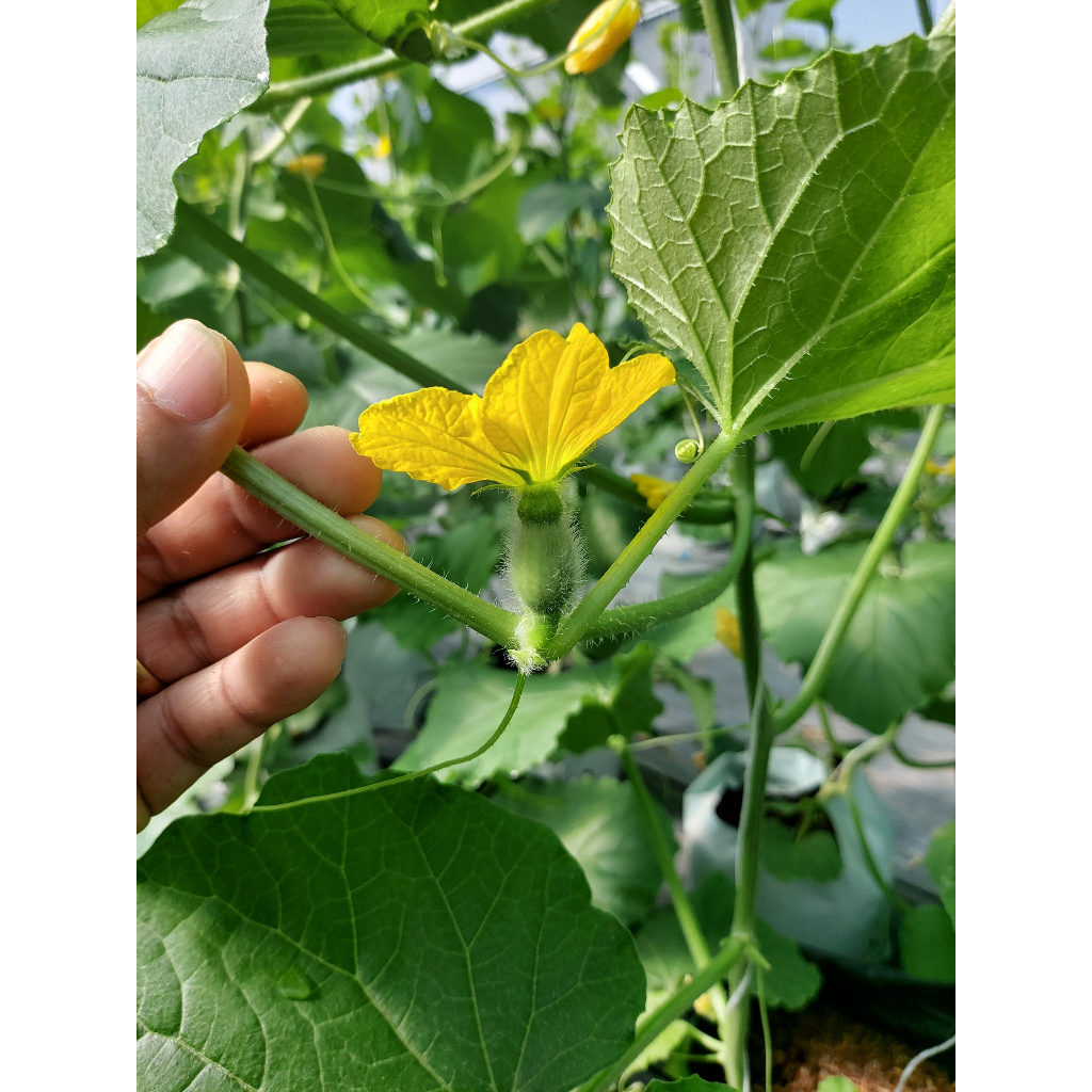 Dung dịch thụ phấn cho cây dưa lưới, cà chua, ớt chuông, bầu bí_KIEU FARM