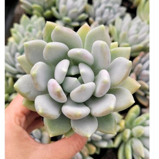 Sen Đá Sỏi Lá Kim Giá Rẻ, Khỏe, Dễ Trồng Cây Cảnh Trang Trí Nhà Cửa