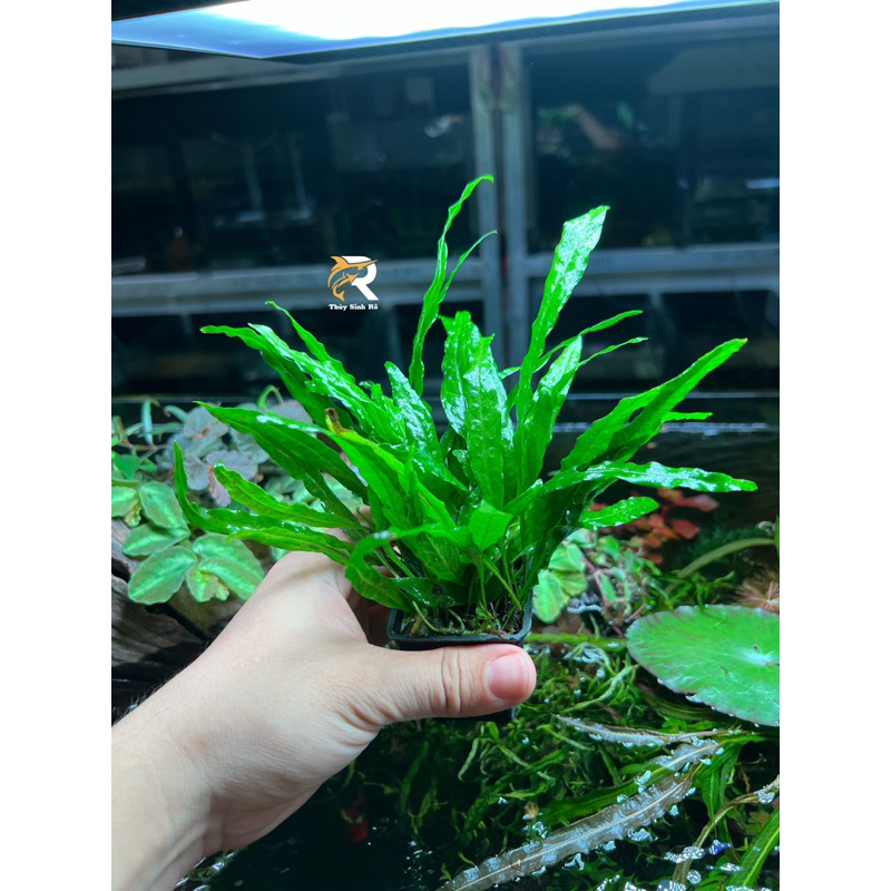 DƯƠNG XỈ LÁ HẸP
