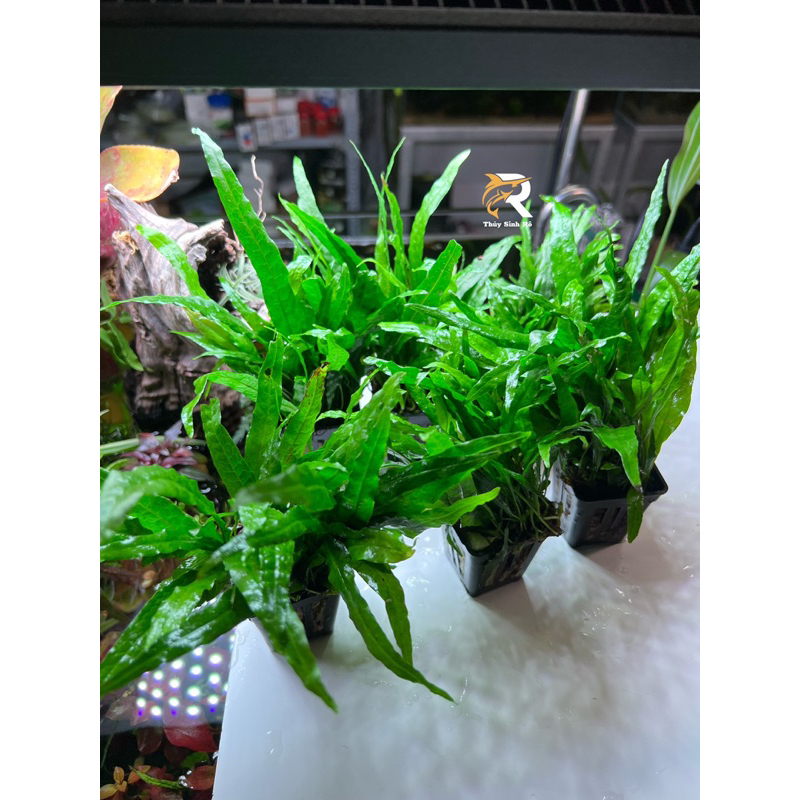 DƯƠNG XỈ LÁ HẸP