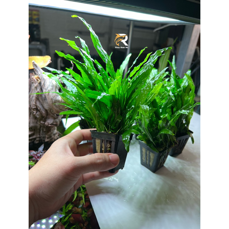 DƯƠNG XỈ LÁ HẸP