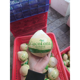 Dừa Xiêm Trọc bến tre xịn