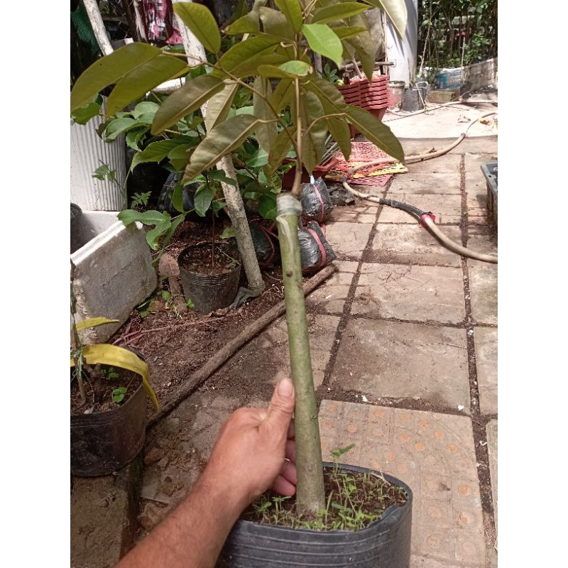 Cây sầu riêng Black Thorn gai đen