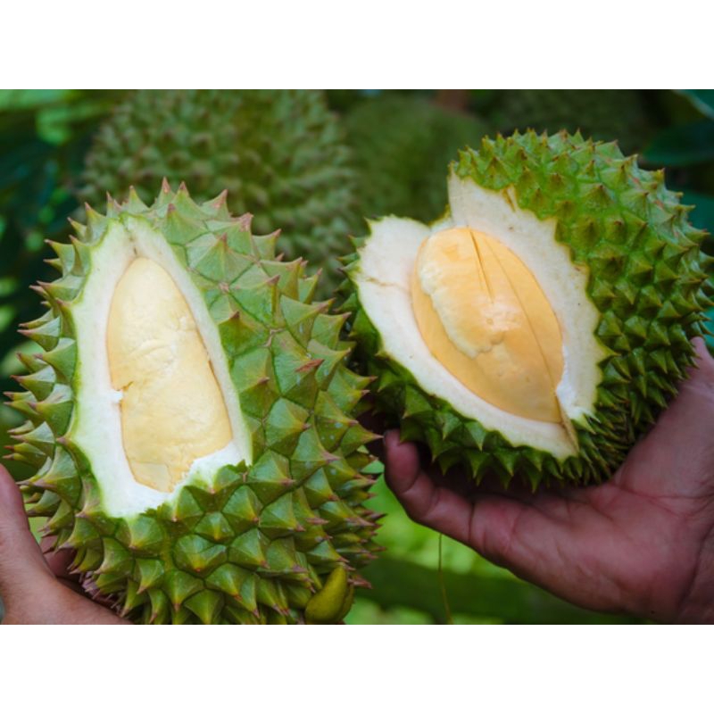 Cây sầu riêng Black Thorn gai đen