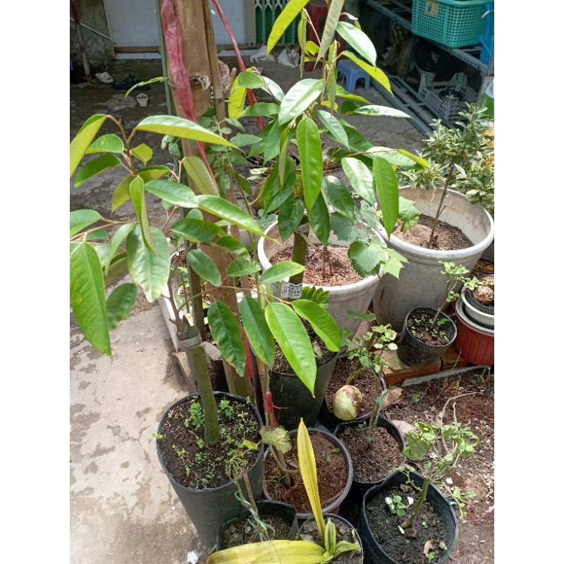 Cây sầu riêng Black Thorn gai đen