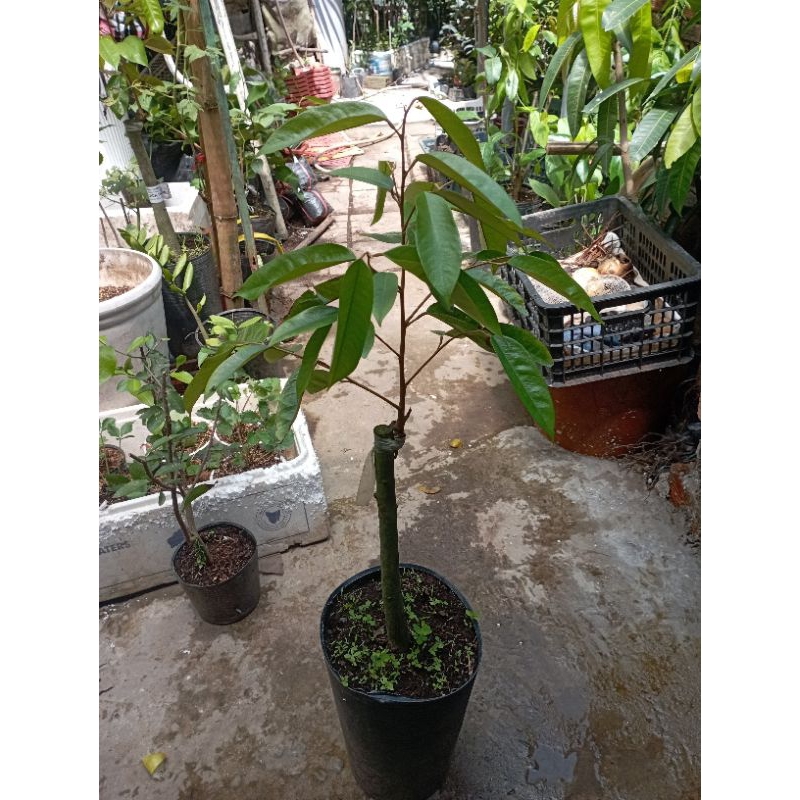 Cây sầu riêng Black Thorn gai đen