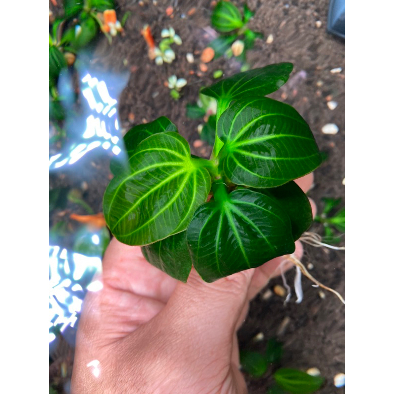 Trầu iguazu 09 size lớn full nước từ 7 lá t