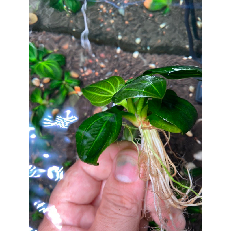 Trầu iguazu 09 size lớn full nước từ 7 lá t