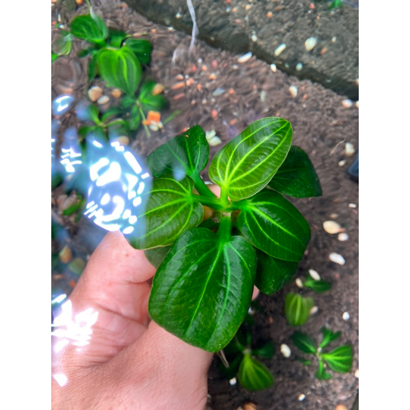 Trầu iguazu 09 size lớn full nước từ 7 lá t