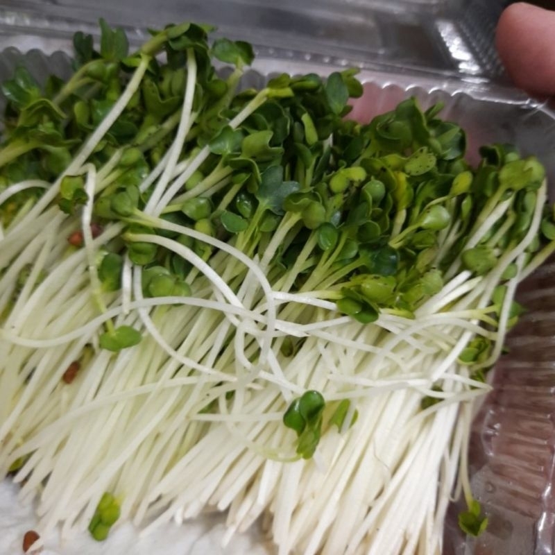 Rau mầm củ cải Đà Lạt