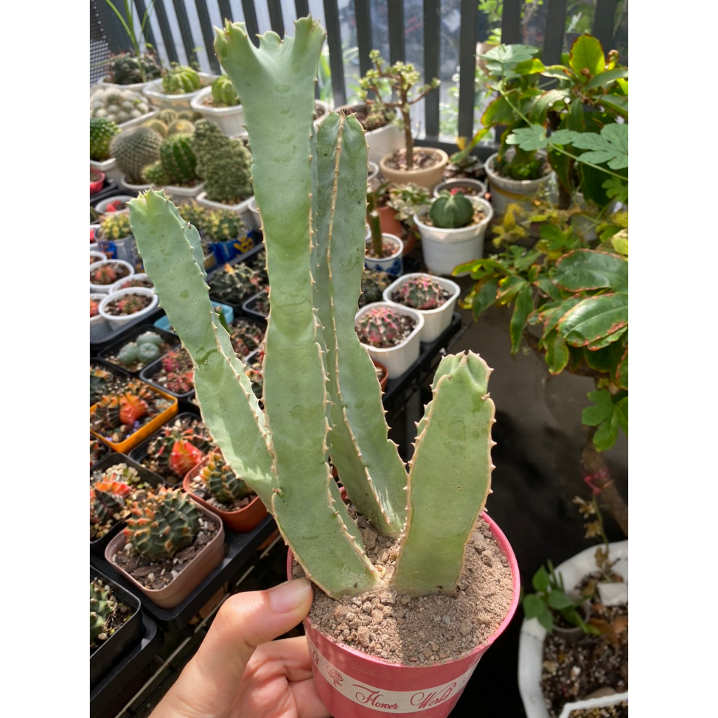 Sao biển  hoa to y hình. Mặt hoa ảnh đầu. Ship cây không hoa