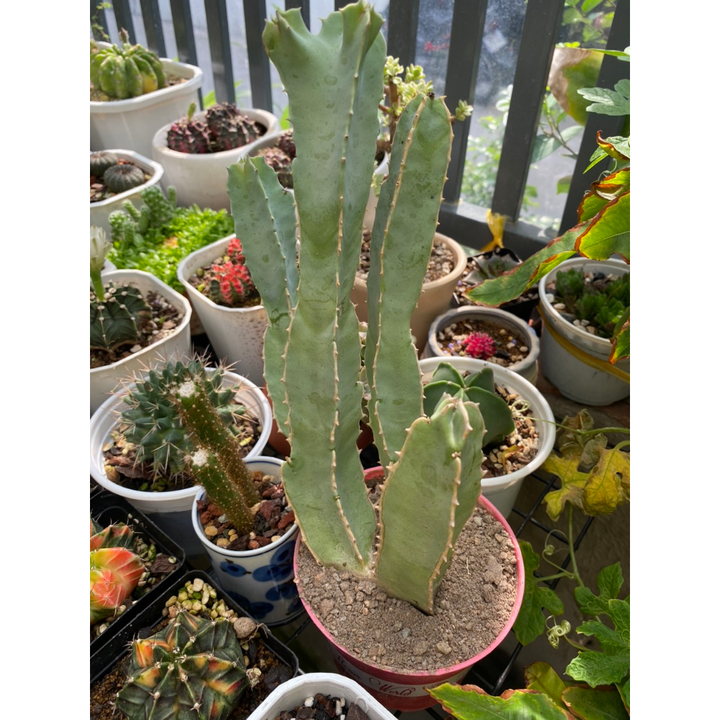 Sao biển  hoa to y hình. Mặt hoa ảnh đầu. Ship cây không hoa