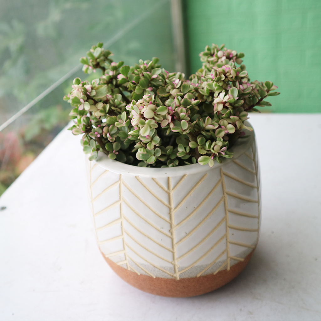 Chậu sứ bầu trứng hoạ tiết xương cá vintage, đường kính 11cm