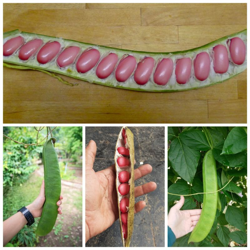 Hạt giống đâu ngự hồng khổng lồ Sword Bean