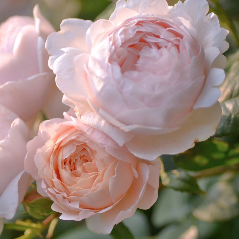 Hoa hồng leo Keira rose - hoa thơm